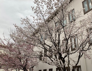 図書館の桜も咲いた